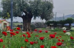 מלון בוטיק מגדל 37