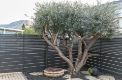 מגדל דרים 52